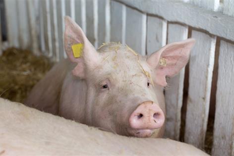 Hungary to cull 3,000 pigs after first domestic ASF case