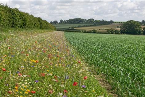 Farm groups warn £240m SFI budget may fall short of demand