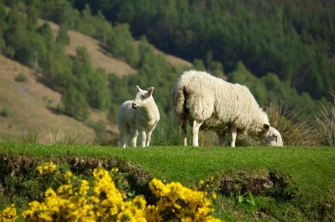 Scotland's sheep sector could add £77m by 2032, QMS says