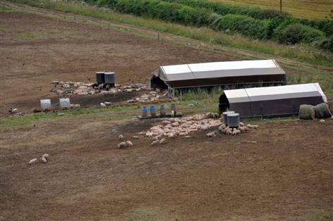British pork call grows as pig farmers face mounting pressure