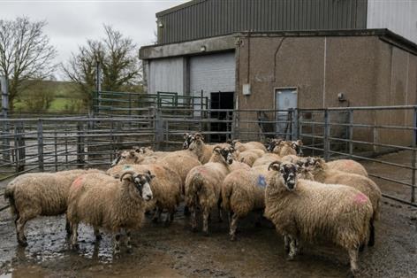 Rare breeds charity urges stronger support for small abattoirs