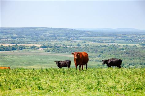 Livestock gains drive UK farm income to £8.4bn