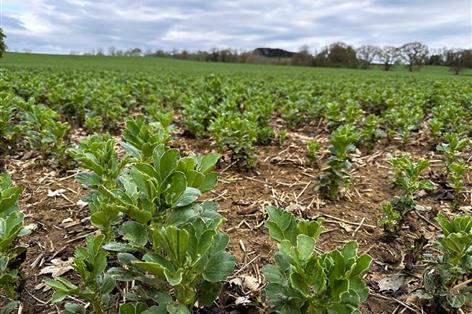 New benchmarking network planned for pea and bean growers