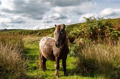 Rural campaigners fear Dartmoor pony herds could be cut