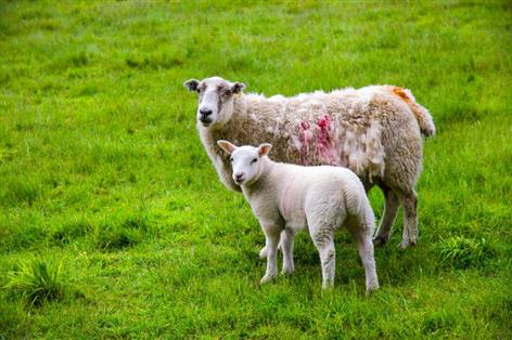Sheep farmers urged to watch lambs after wet spell