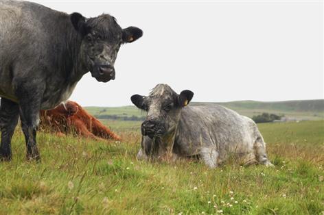 Scottish red meat could unlock £350m economic boost by 2032