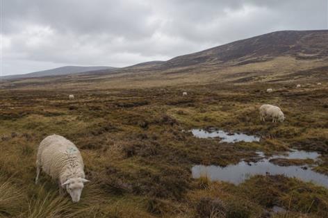 Union warns peatland schemes risk failure without farmer support
