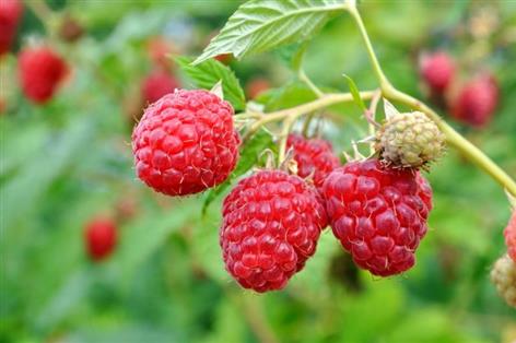 Fruit farm trial to test robots for harvest logistics