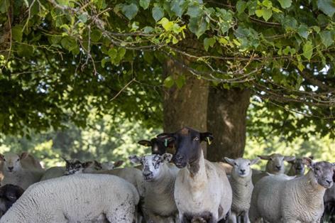 Farmers urged to protect livestock as temperatures near 40C