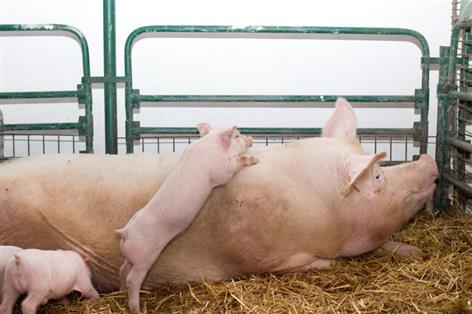 Processor cuts could leave 10,000 pigs a week without a market