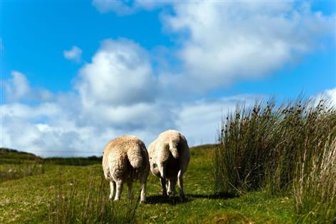 NFU warns hill farms need long-term backing to protect uplands