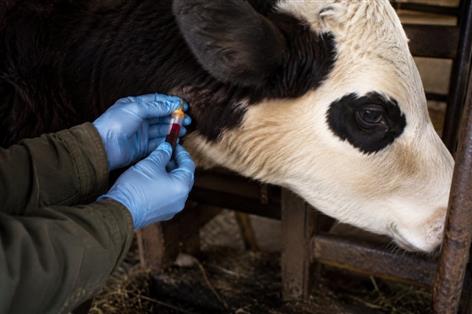 Mandatory blood tests to target severe bovine TB outbreaks in NI