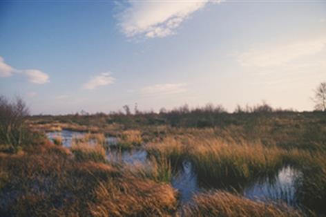 Farmers offered £47m to protect England’s peatlands