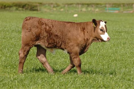 NI suckler farmers receive first £13.3m scheme payments