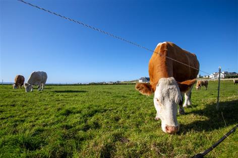 Welsh cattle herds face new BVD testing rules from July