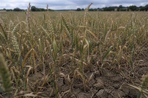 Heatwave adds risk after dry spring dents UK crops
