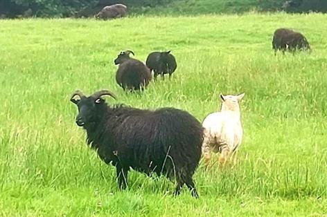 Farm loses 135 sheep in overnight theft