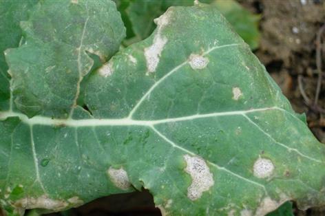 Spore Scout results reveal widespread light leaf spot
