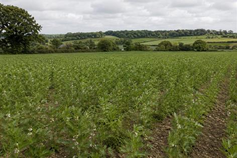 Beans and lentils could help future-proof UK farming, study says