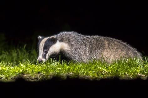 Badger cull among options in NI bovine TB consultation