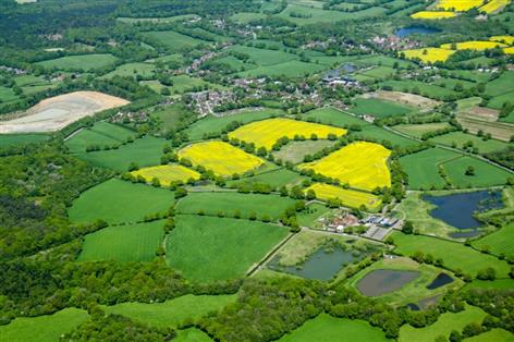 Oilseed rape recovery hopes grow after pest survey