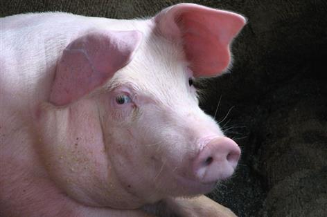 Foodservice firms urged to back British pork as pig prices fall