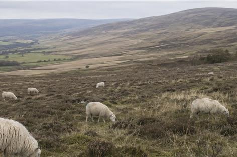 Lower grazing levels fuelling moorland fires, sheep body warns