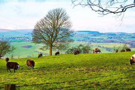 Beef and lamb roadmap charts route to 7.9% emissions cut