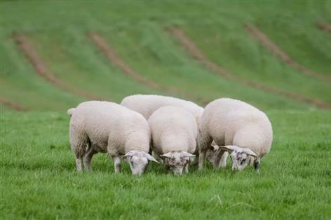 Scottish lamb prices remain 25% above five-year average