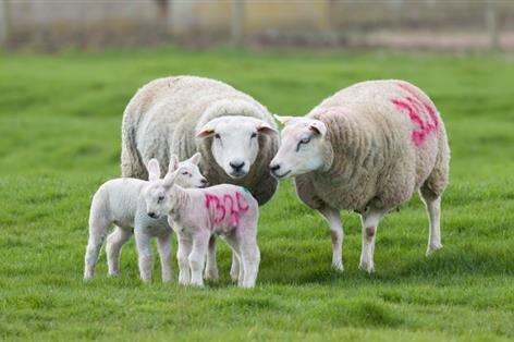 British lamb wins tariff-free access under Swiss trade deal