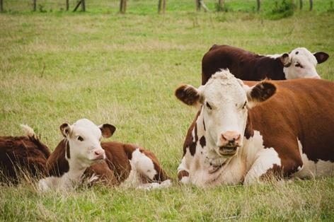 Man in 70s killed in cattle incident at National Trust estate