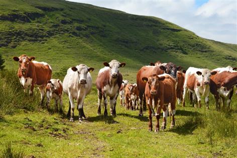 UFU warns NI farming must avoid Dutch nitrogen fallout