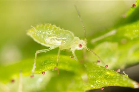 BASF launches aphid predator attractant for UK crops