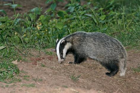Senedd votes to consider targeted badger culling in bovine TB fight