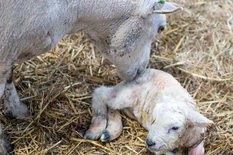 Sheep abortion diagnoses hit six-year high