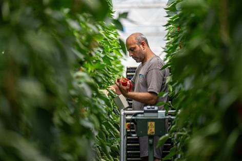 Sainsbury's signs 10-year deals to boost British salad crops