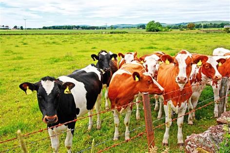 NFU Scotland demands milk price rise as spot values hit 50p