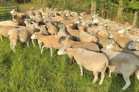 Police appeal after 64 ewes and lambs taken in Cornwall