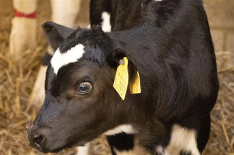 Scientists detect Johne's-linked antibodies in newborn calves