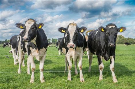 Dairy profits forecast to fall by more than two-thirds