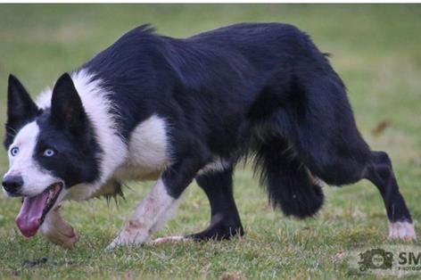 Working sheepdogs set for auction after £19,800 top price