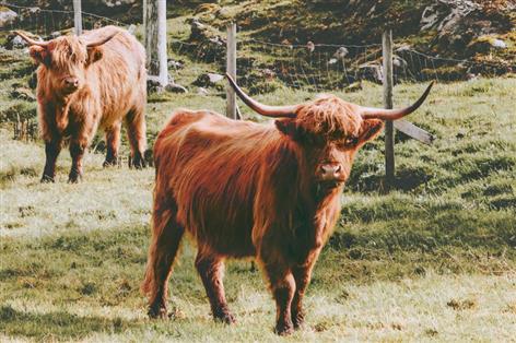 Scottish prime cattle numbers rise as herd decline eases
