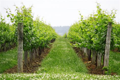 UK wine growers and producers demand backing to compete with Europe