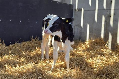 Calf crypto pressure drives 143% rise in antibiotic sales