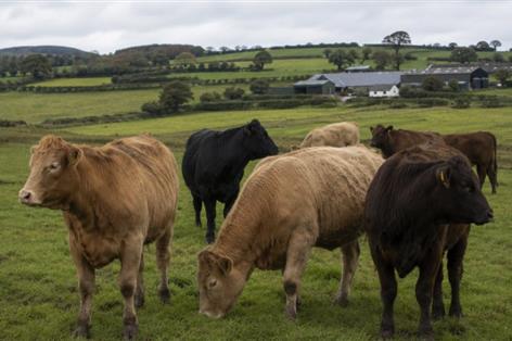Farm leaders demand action over Brazilian beef import risk