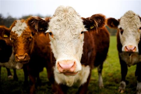 Bovine TB payment errors leave farmers facing repayment demands