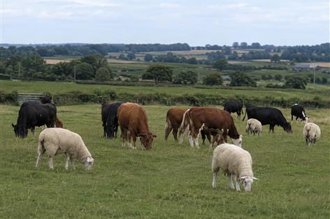 Bluetongue outbreak gathers pace across Britain