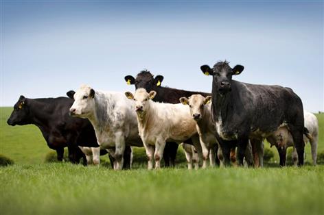 Scottish red meat output hits record £4.2bn