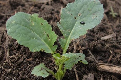 New trials point to stronger control of cabbage stem flea beetle