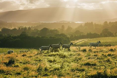 Four nations join forces to put British lamb on the menu